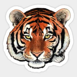 Tiger drawing Sticker